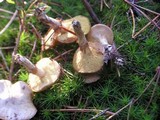 Suillus umbonatus image