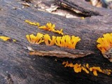 Dacryopinax spathularia image