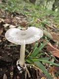 Amanita sect. Vaginatae image