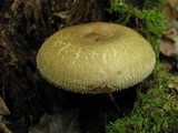 Paxillus involutus image