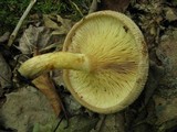 Paxillus involutus image