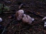 Agaricus silvaticus image
