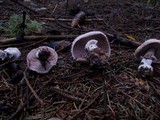 Agaricus silvaticus image