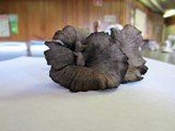 Craterellus venosus image
