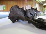 Craterellus venosus image