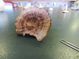 Hydnellum concrescens image