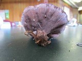 Hydnellum concrescens image