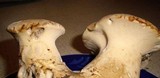 Polyporus radicatus image