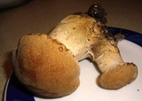 Polyporus radicatus image