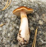 Cortinarius pluvius image