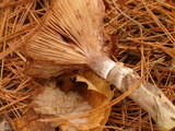 Armillaria solidipes image