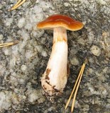 Cortinarius pluvius image