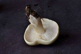 Tricholoma saponaceum image