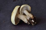 Tricholoma saponaceum image