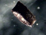 Polyporus dictyopus image