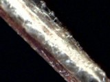 Polyporus dictyopus image