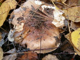 Tricholoma pessundatum image