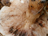 Tricholoma pessundatum image
