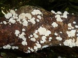 Panellus pusillus image