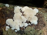 Panellus pusillus image