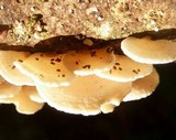 Panellus pusillus image