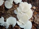 Panellus pusillus image