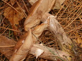 Armillaria solidipes image