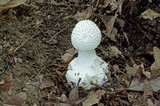 Amanita abrupta image