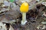 Amanita banningiana image