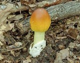 Amanita banningiana image