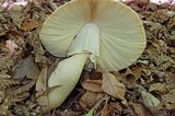 Amanita ravenelii image