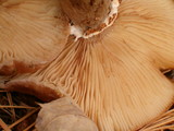 Armillaria solidipes image