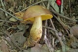 Boletus innixus image