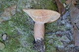 Lactarius mutabilis image