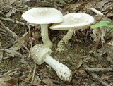 Amanita canescens image