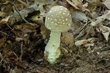 Amanita canescens image