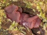 Ascocoryne sarcoides image