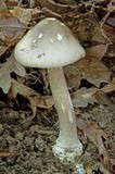 Amanita submaculata image