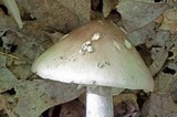 Amanita submaculata image