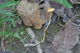Mycena crocea image