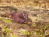 Ascocoryne sarcoides image