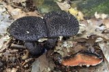 Strobilomyces confusus image