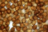 Strobilomyces confusus image