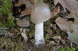 Amanita spreta image