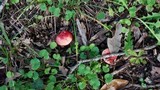 Russula mariae image