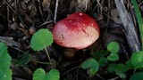 Russula mariae image