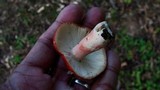 Russula mariae image