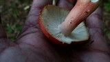 Russula mariae image