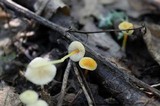 Mycena crocea image