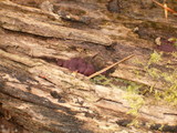 Ascocoryne sarcoides image
